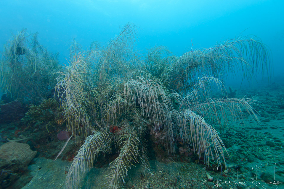 Gorgone plume de mer (Pseudopterogorgia sp)