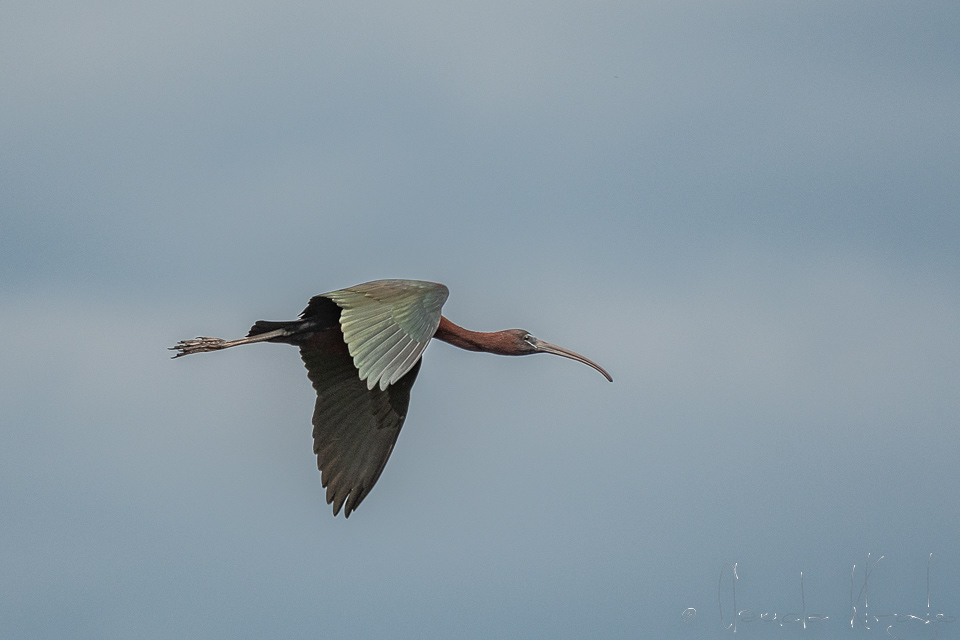 Ibis facinelle (Plegadis facinellus)08 