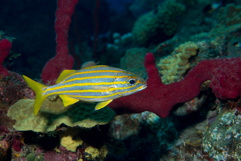 Grogneur à petite bouche-Gorette Kia Kia Rélé (Haemulon chrysargyreum)