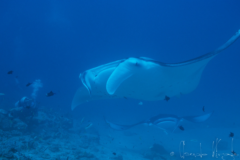 Raie Manta Géante (Manta birostris)