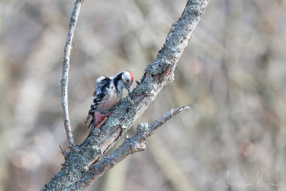 Pic Mar (Dendrocopos medius)