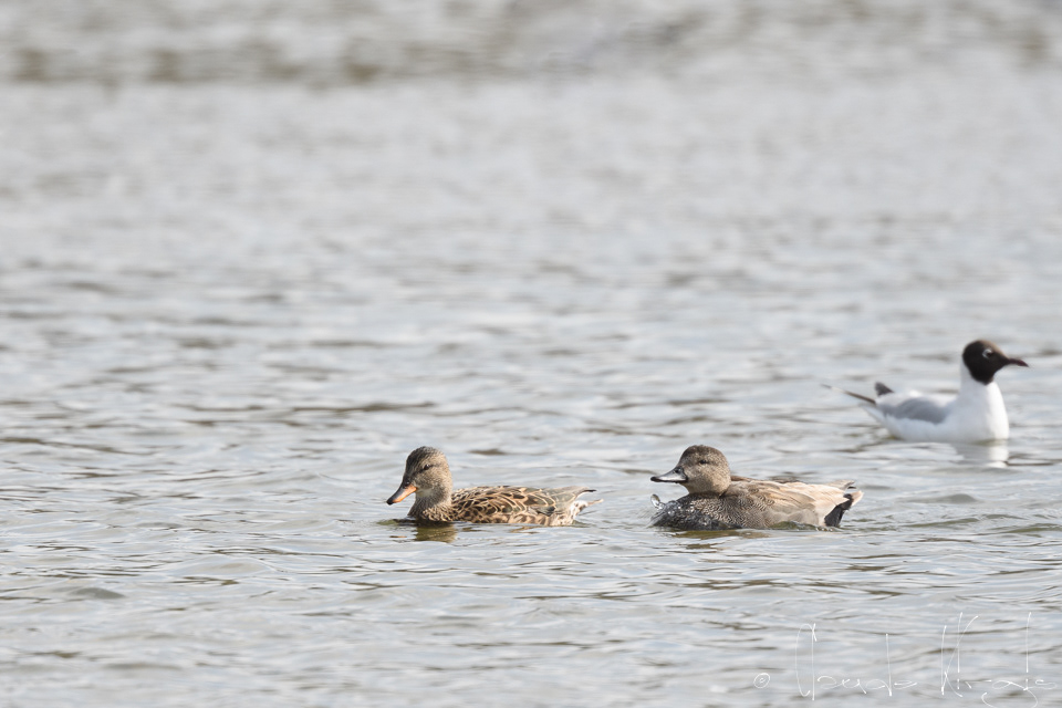 Canard chipeau-couple (Anas strepera)