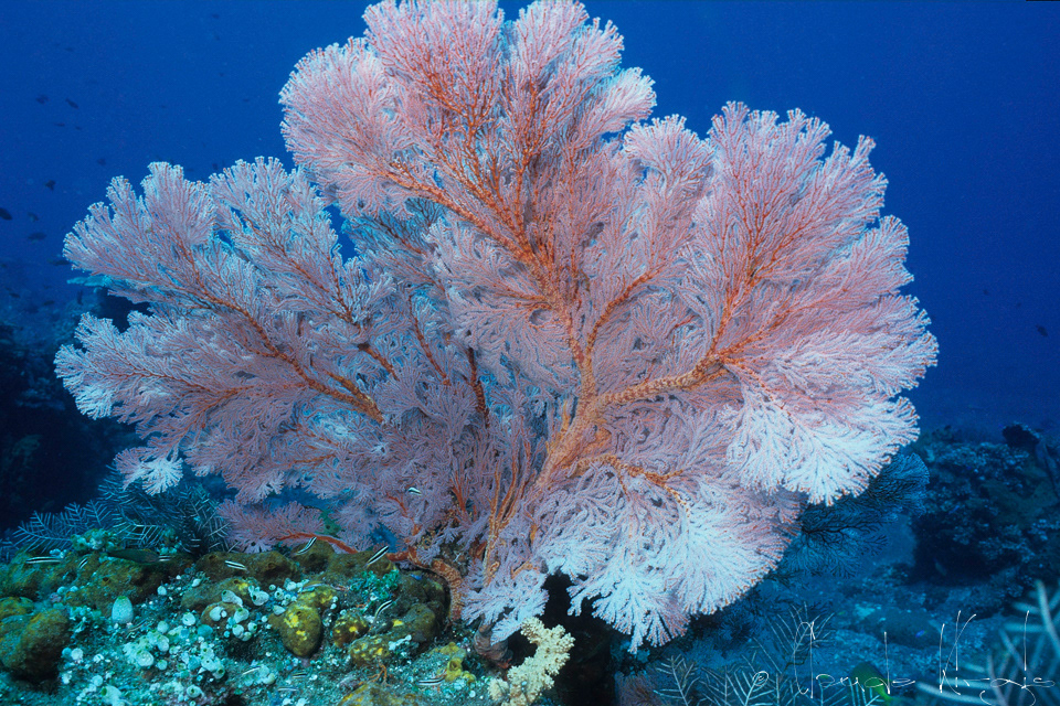 Gorgone à noeuds (Melithaea spp.)