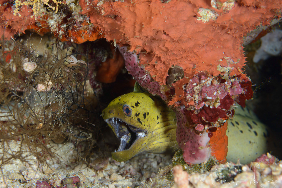 Murène frangée (Gymnothorax fimbriatus)