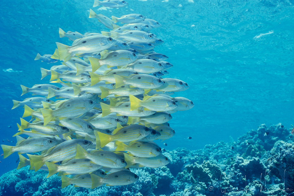 Vivaneau doré (Lutjanus fulviflamma)