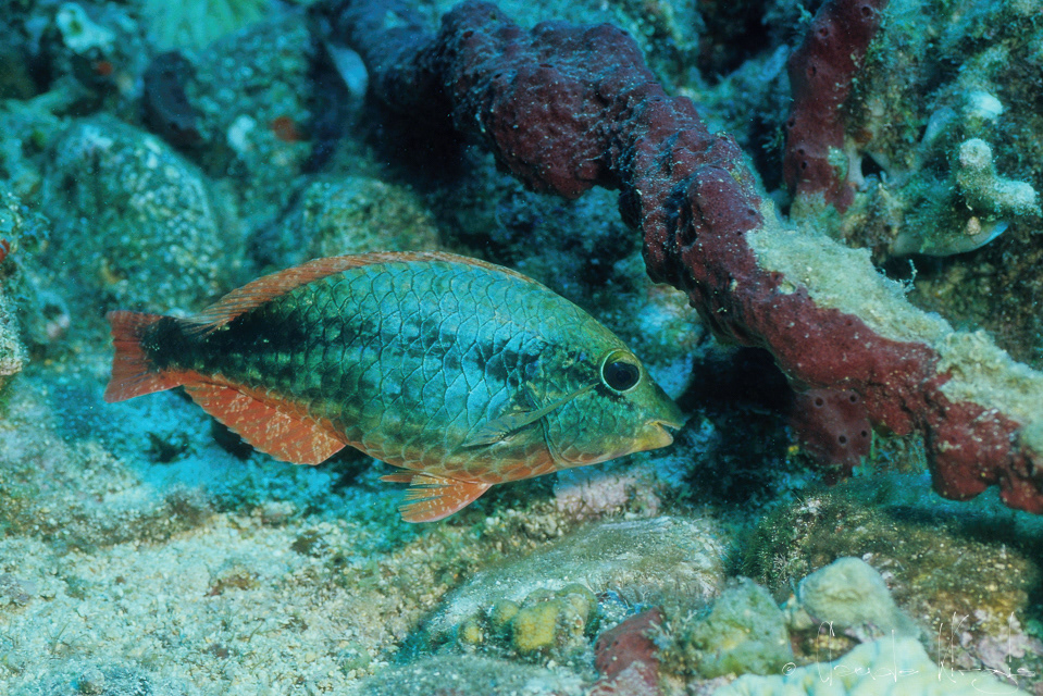 Perroquet à bandes rouges-Phase initiale (Sparisoma aurofrenatum)