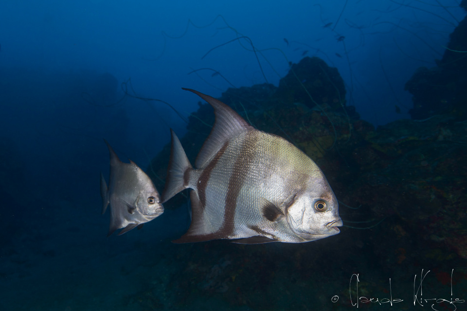 Platax atlantique (Chaetodipterus faber)