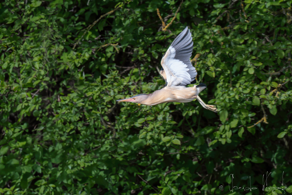 Blongios nain-mâle  (Ixobrychus minutus)