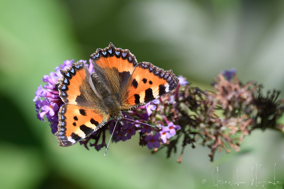 La Petite Tortue (Aglais urticae)