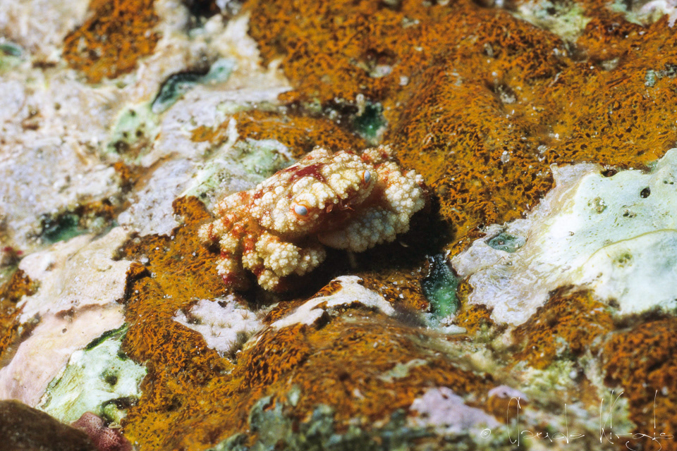 Crabe aux yeux bleus (Cymo quadrilobatus)