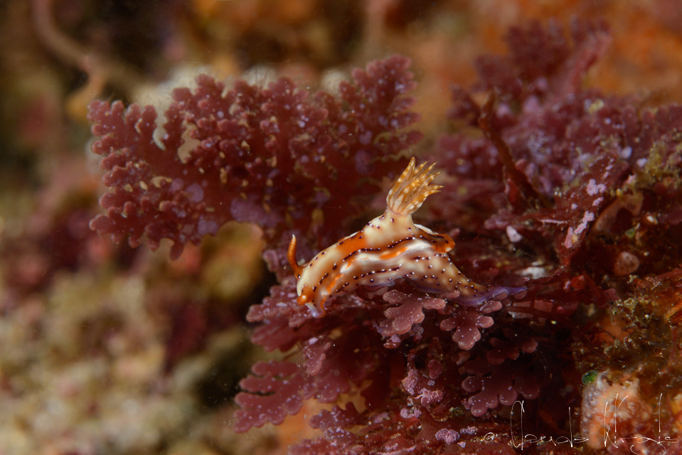 Doris Krakatoa (Hypselodoris krakatoa)