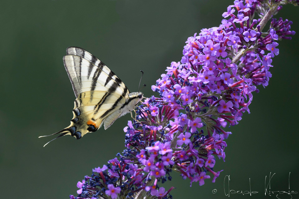 Le Flambé (Iphiclides podalirius)