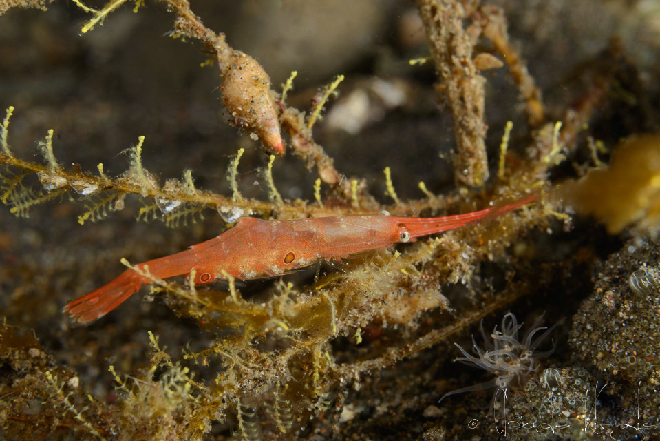 Crevette-épée ocelée (Tozeuma lanceolatum)