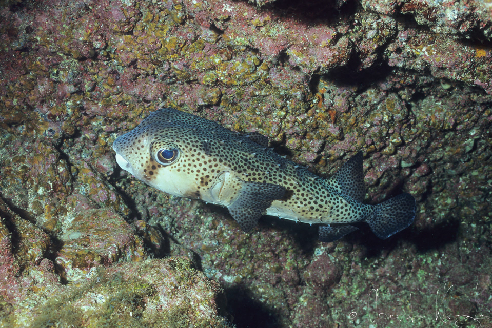 Le grand porc-épic (Diodon hystrix)