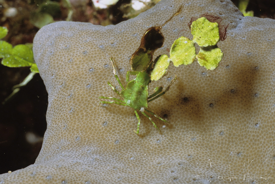 Araignée tête de fléche (Huenia heraldica)