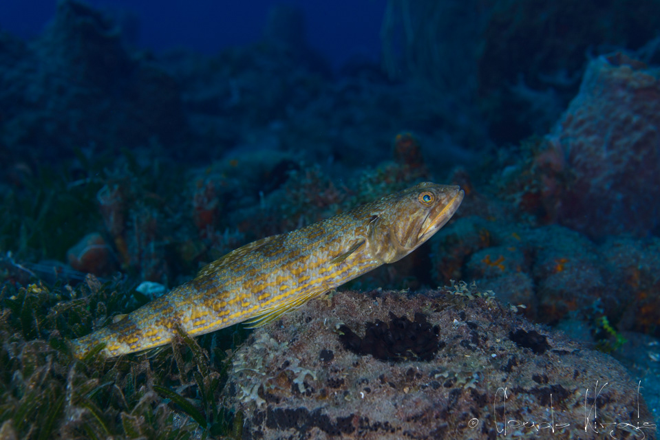Poisson Lézard-Mabouya-rayé jaune (Synodus intermedius)