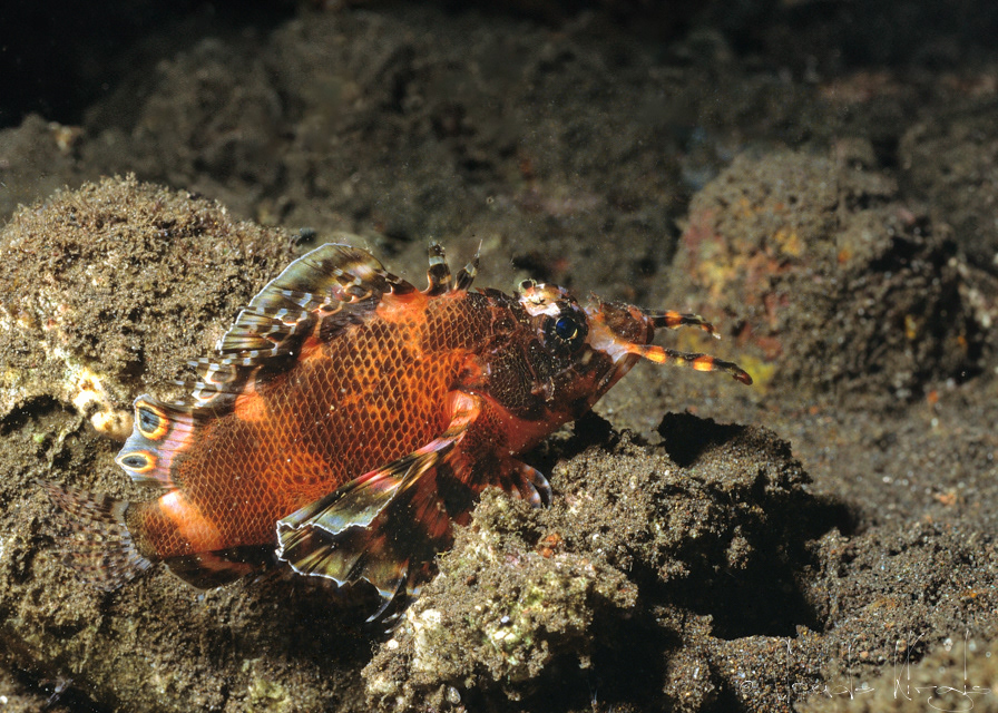 Poisson-Lion à ocelle double (Dendrochirus biocellatus)