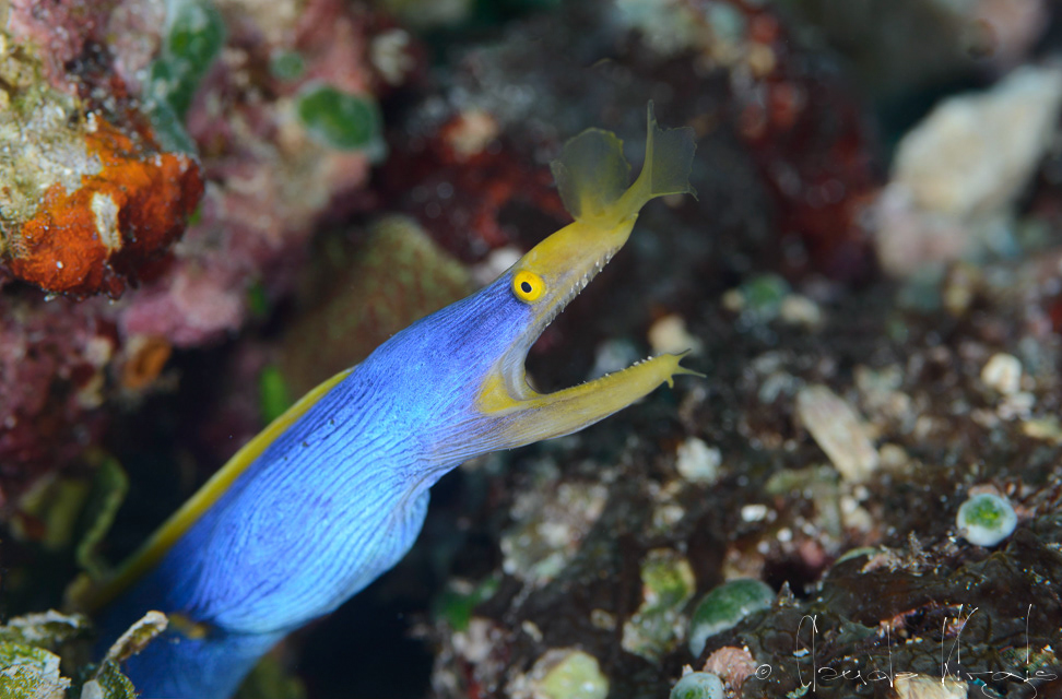 Murène ruban-mâle (Rhinomuraena quaesita)