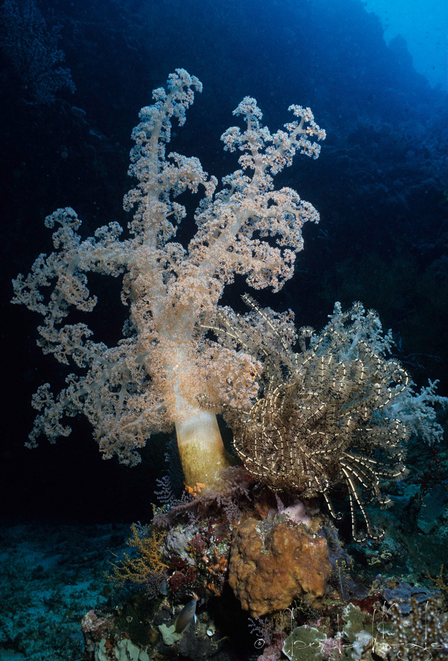 Alcyonnaire épineux (Dendronephthya sp.)
