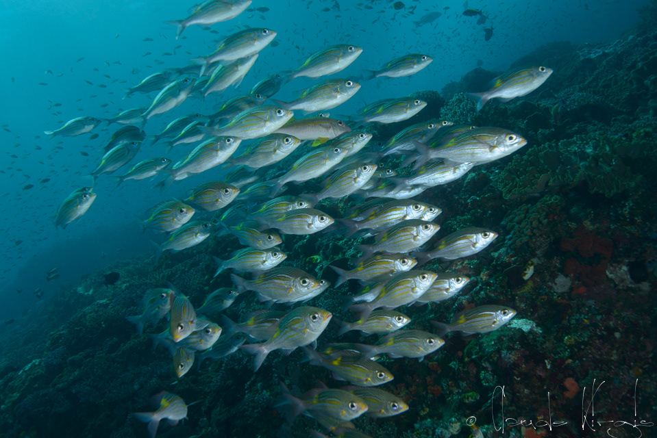 Bréme de mer rayée (Gnathodentex aureolineatus)