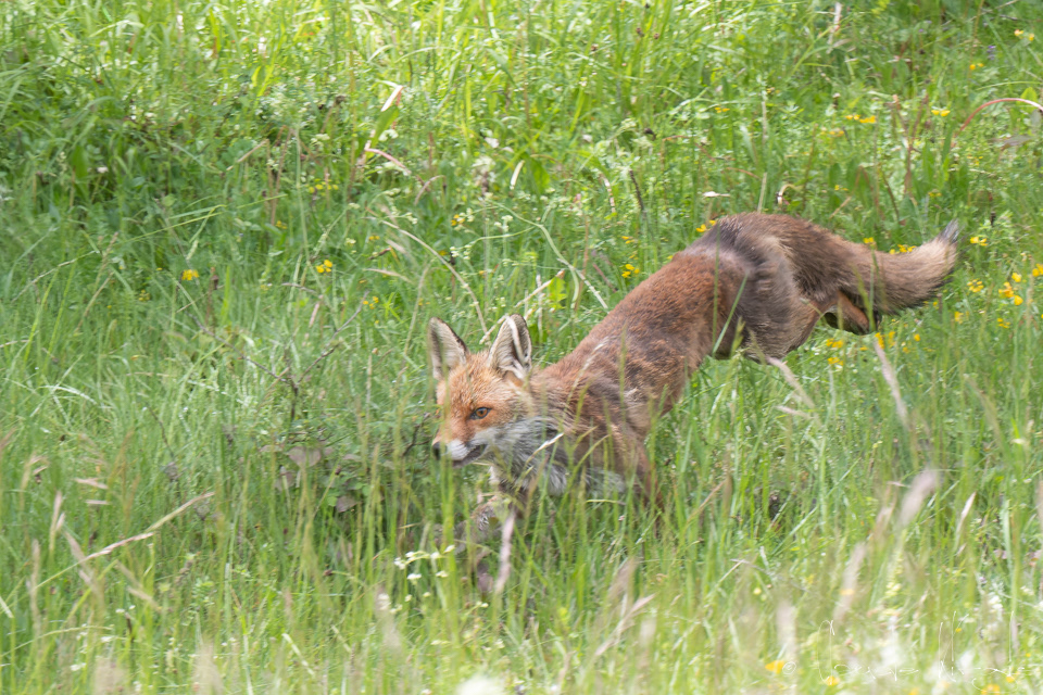 Renard roux (Vulpes vulpes)