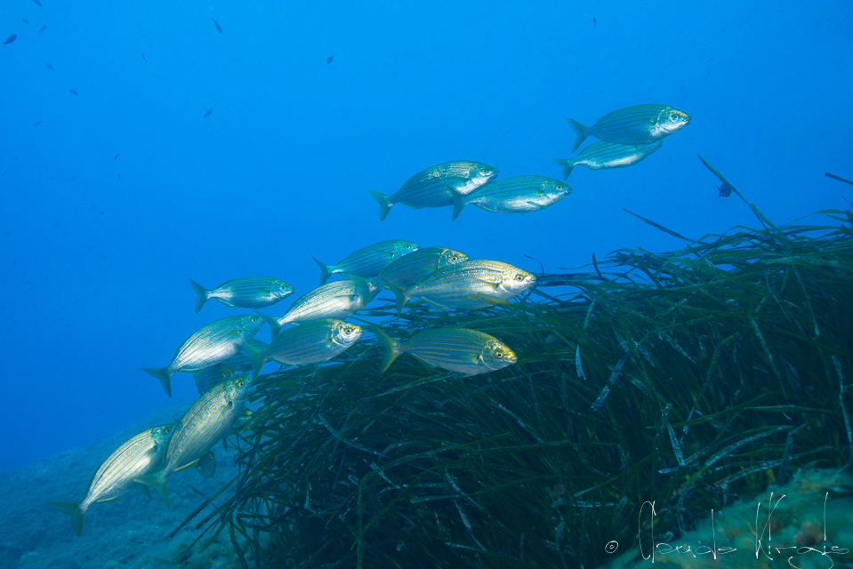 La saupe (Sarpa salpa)