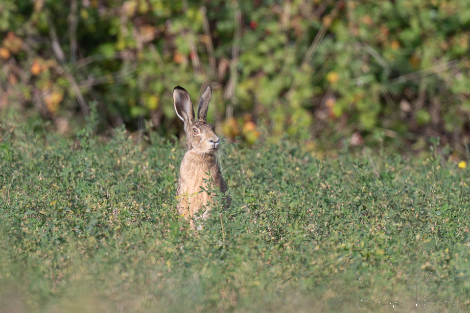 Lièvre d'europe (Lepus europaeus)