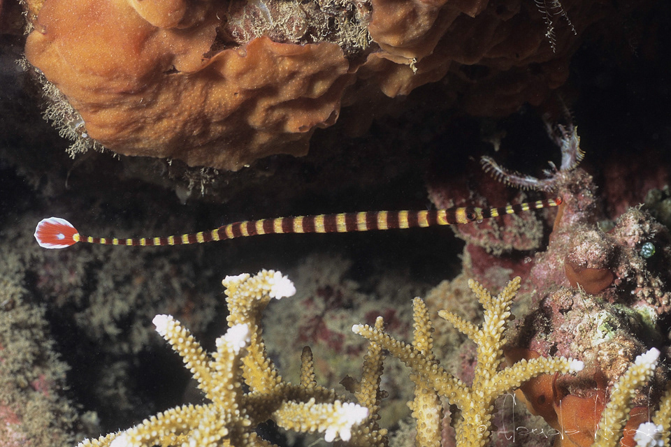 Syngnathe annelée(Dunckerocampus dactyliophorus)