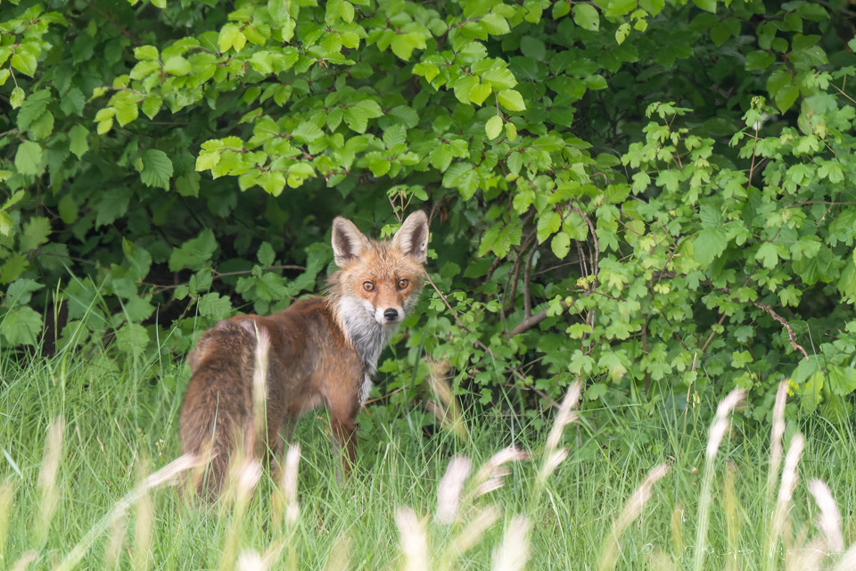 Renard roux (Vulpes vulpes)