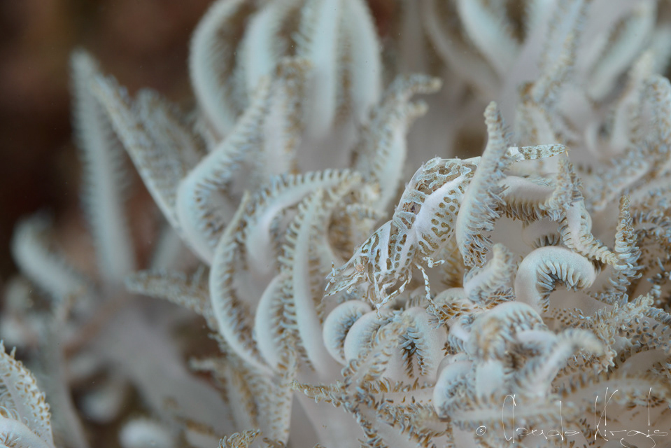 Crevette commensale des Xénias (Alcynohippolyte commensalis) 