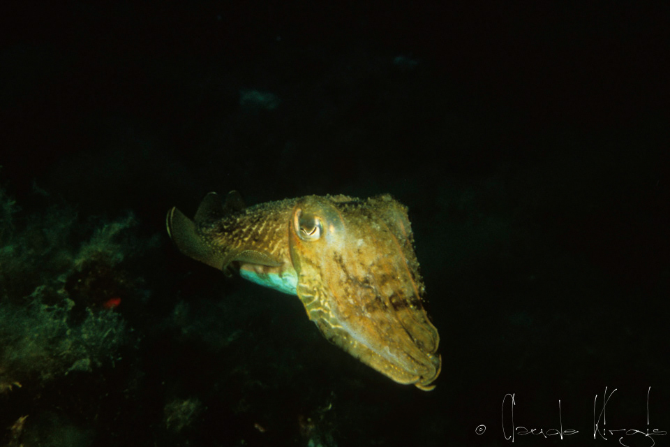 Seiche (Sepia officinalis)