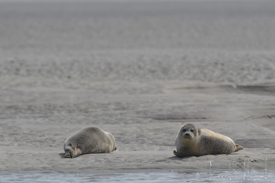 Phoque veau marin (Phoca vitulina)
