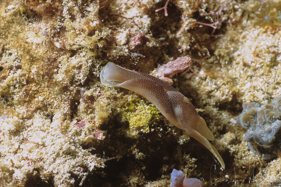 (Chelidonura amoena)