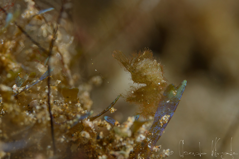 Crevette poilue ou crevette algue (Phycocaris simulans)
