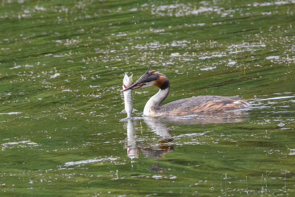 Grèbe huppé (Podiceps cristatus)