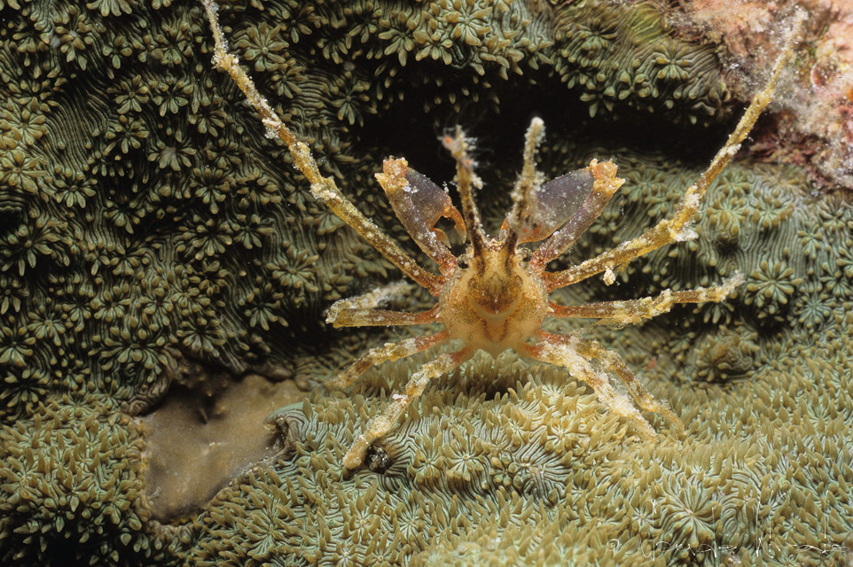 Crabe -araignée