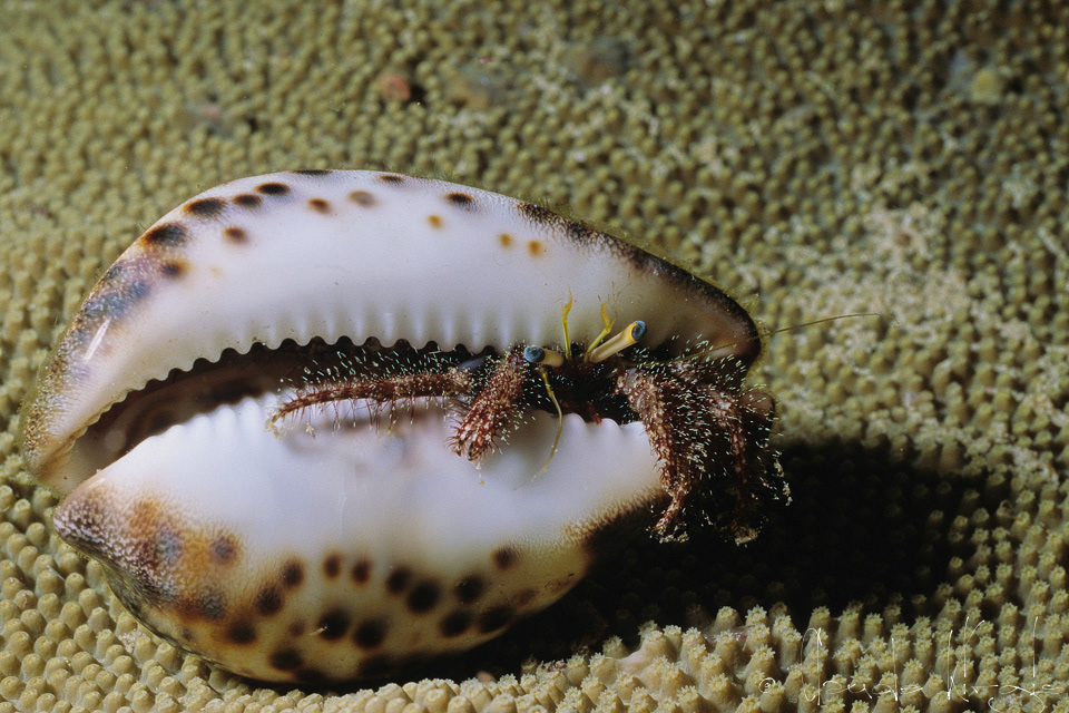 Bernard l'ermite (Dardanus sp.)