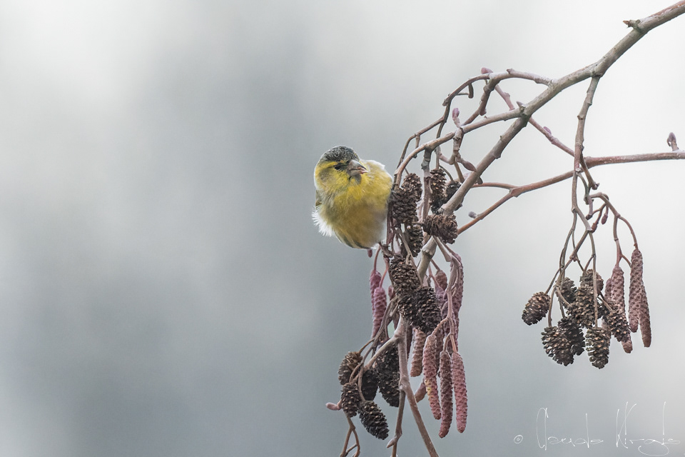Tarin des Aulnes (Spinus spinus)
