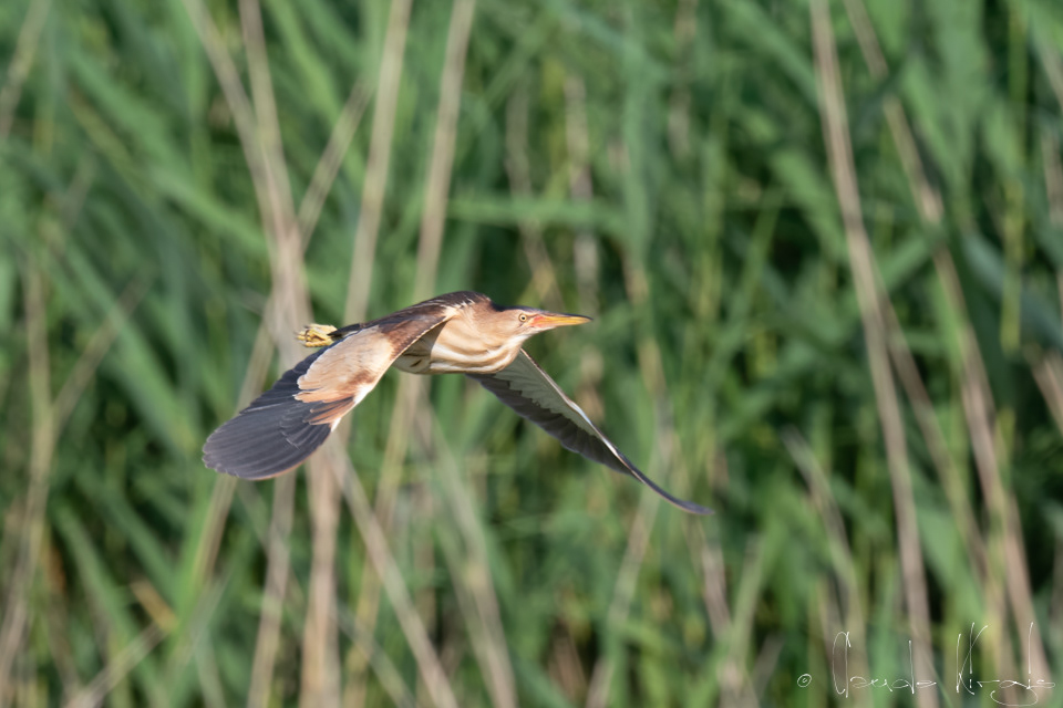 Blongios nain-femelle  (Ixobrychus minutus)