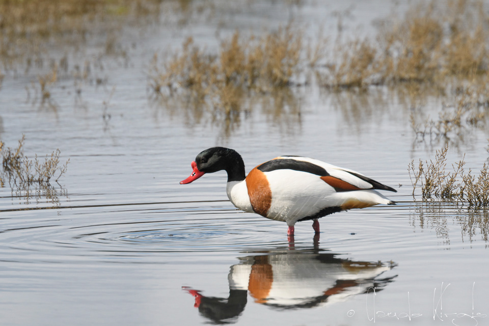 Tadorne de belon-mâle (Tadorna tadorna)