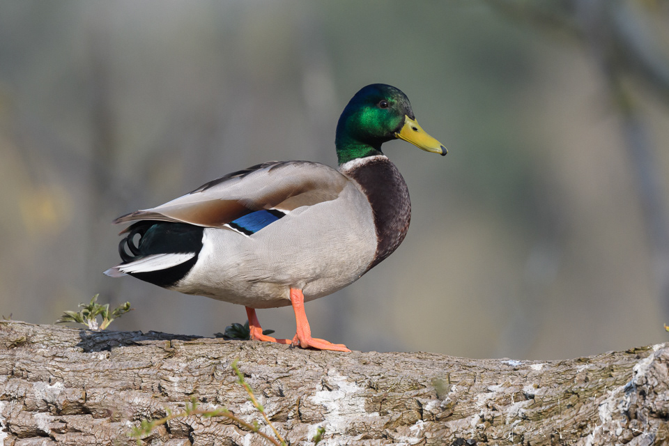 Canard colvert-mâle (Anas platyrhynchos)