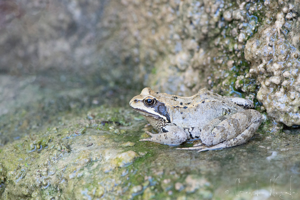 Grenouille rousse (Rana temporaria)