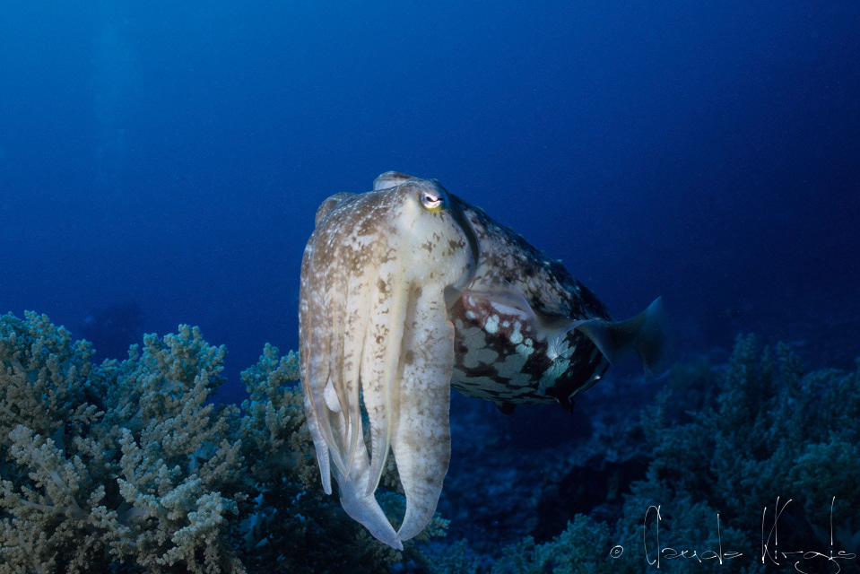 Seiche à tentacules larges (Sepia latimanus)