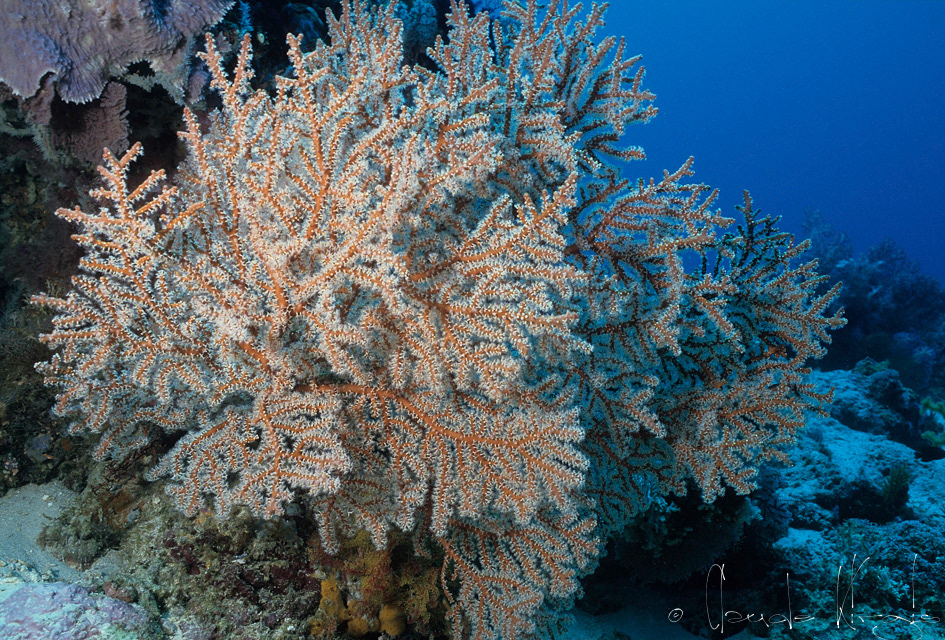 Gorgone (Gorgonacea)