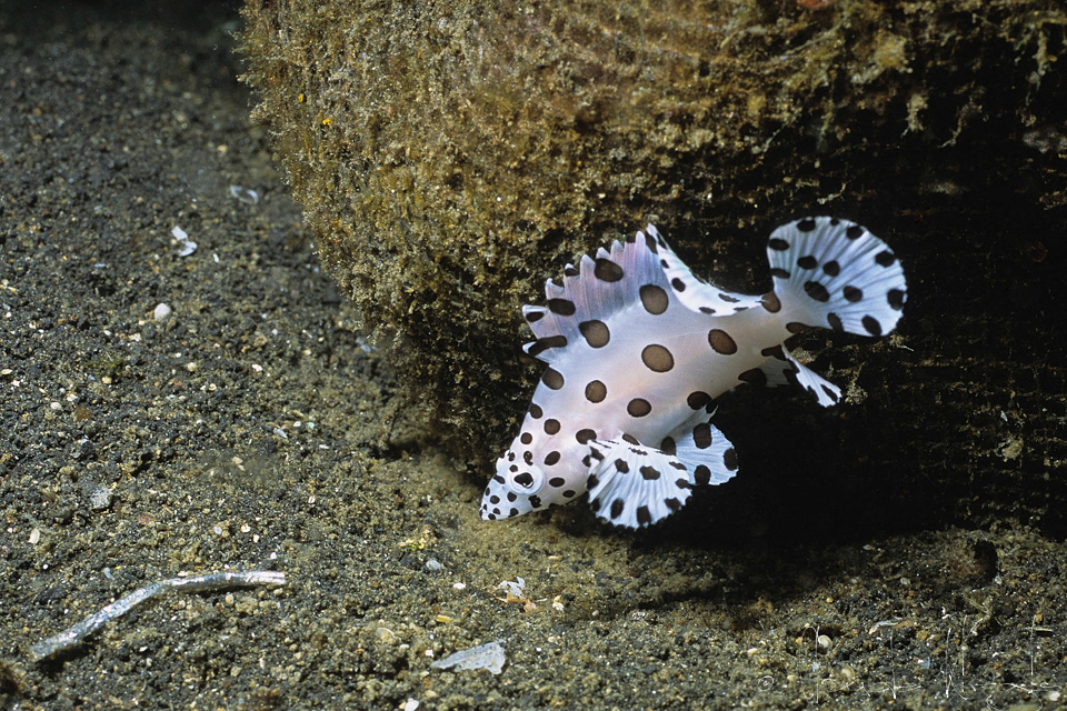 Mérou Barramundi juvénile (Cromileptes altivelis)