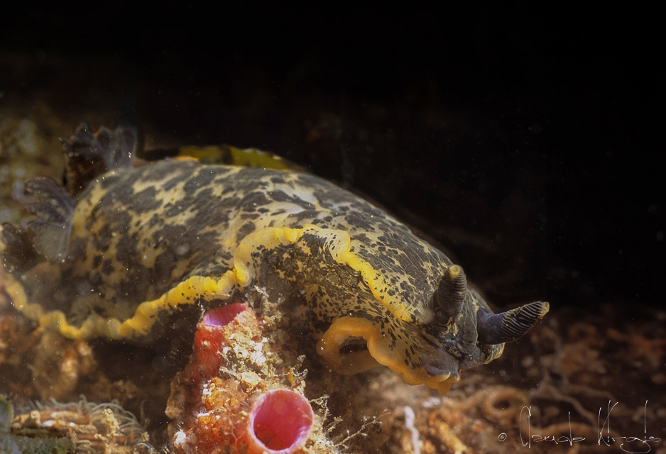 Doris marbrée (Dendrodoris limbata)