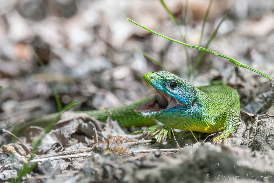 Lézard vert (Lacerta bilineata)