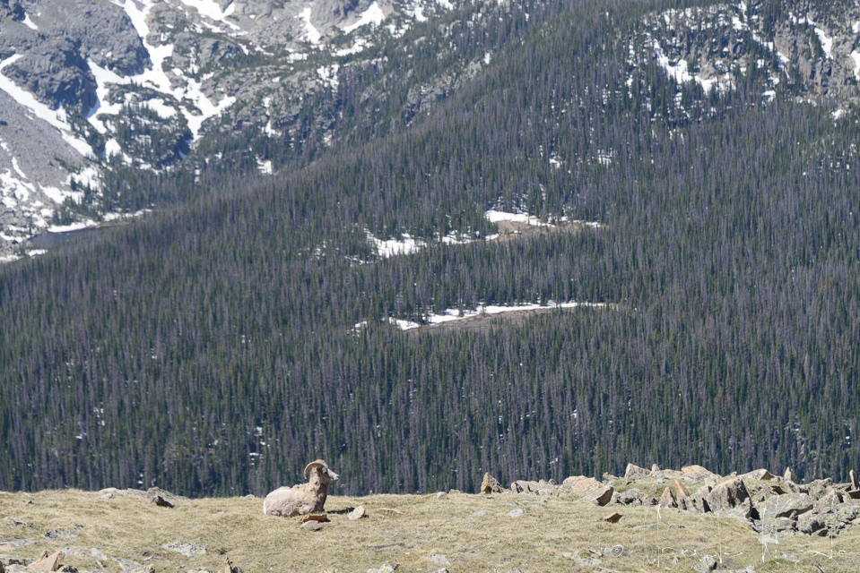 Mouflon Canadien-Bighorn sheep (Ovis canadensis)