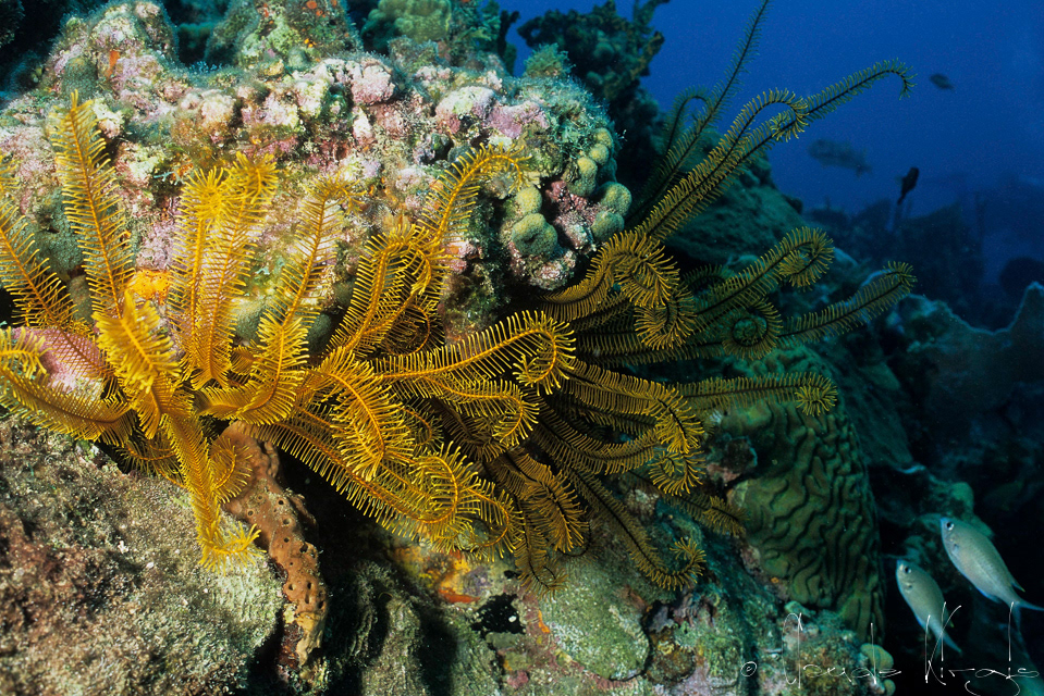Comatule dorée (Davidaster rubiginosus)