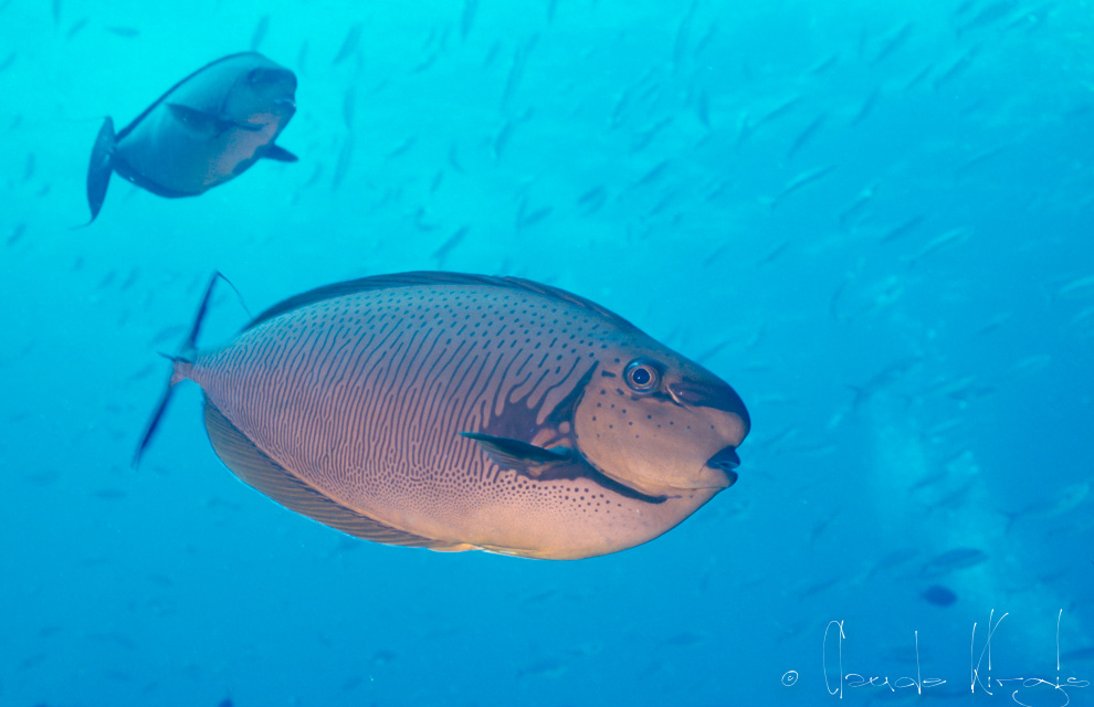 Nason zébré (Naso vlamingi)